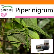 SAFLAX - Trädgård i påsen - Pepparväxt - 20 frön - Med substrat i en passande ståpåse - Piper nigrum