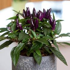 Prydnadspaprika 'Salsa Purple'