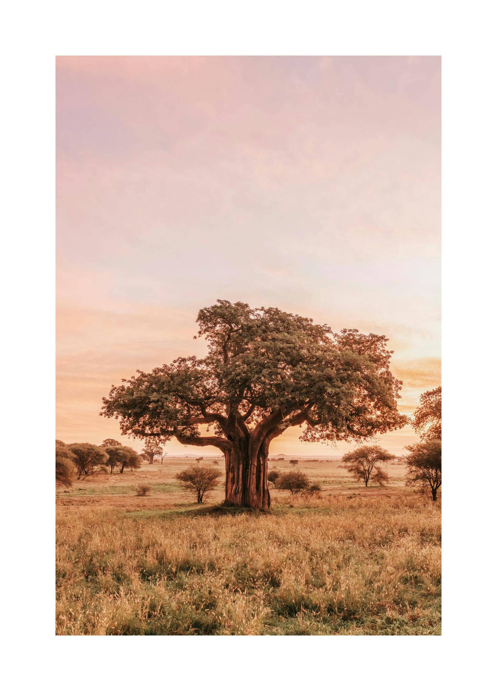 Baobab Tree in Sunrise Poster (50x70 cm)
