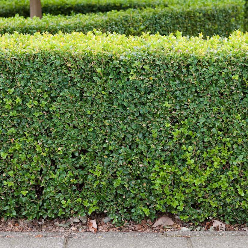 Buske Omnia Garden Buxbom Buxus Sempervirens 15-20 cm