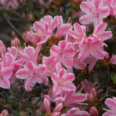 Japansk Azalea (Storlek: 25-30 C2)