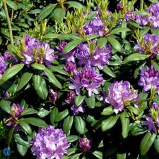 Rododendron cat. 'Boursault'