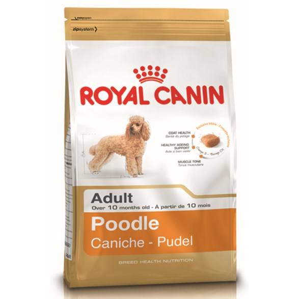Poodle Puppy