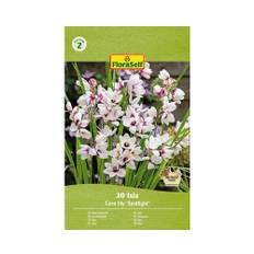 Blomsterlökar FLORASELF Ixia 'Spotlight' 30st