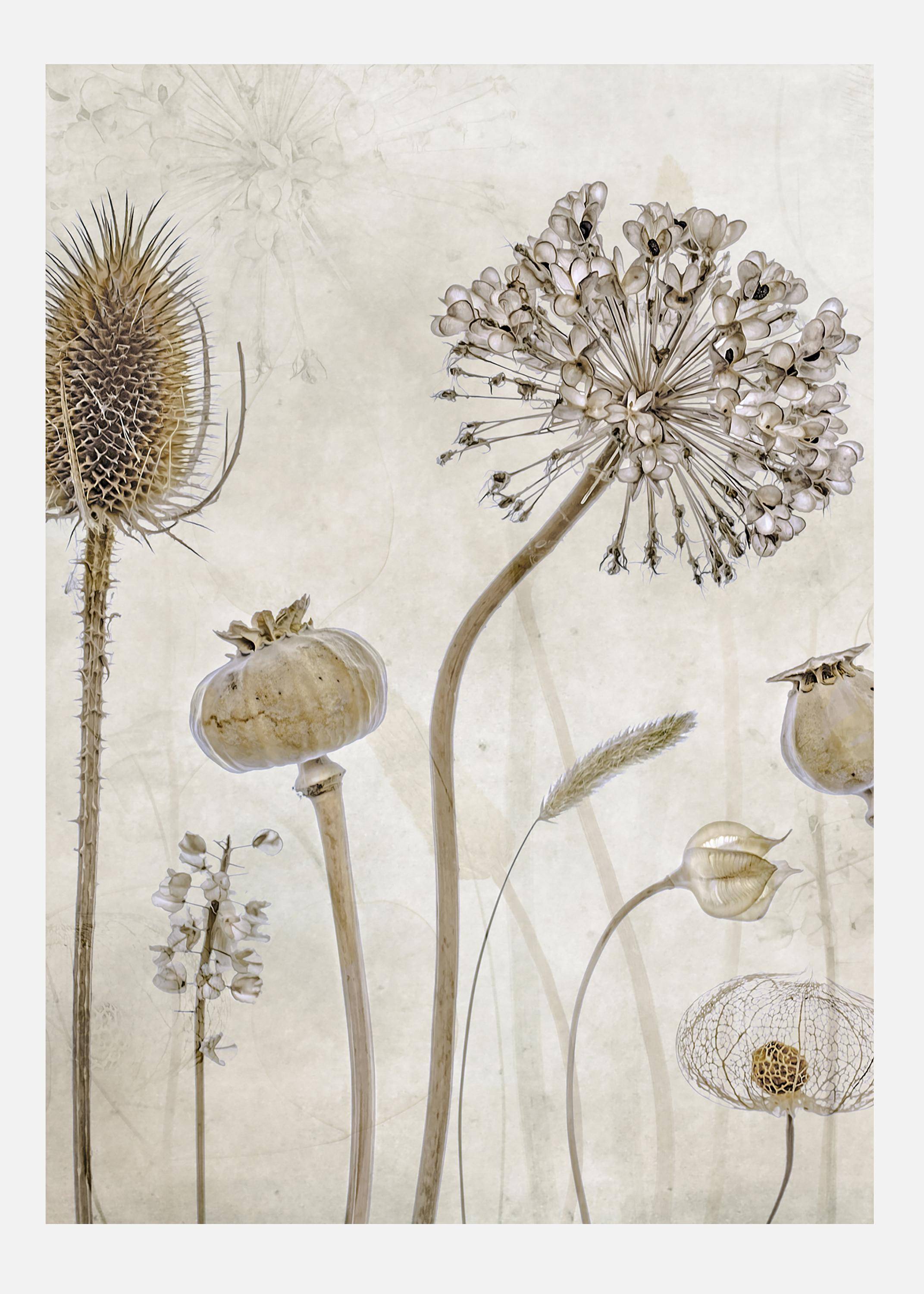 Growing Old Canvastavla (70x100 cm)