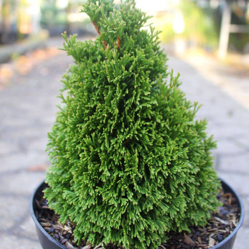 Miniature Thuja (Thuja occidentalis 'Maks') 20-30 cm