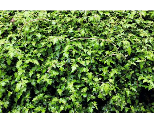 Stefanandra OMNIA GARDEN Stephanandra incisa Crispa 100-pack