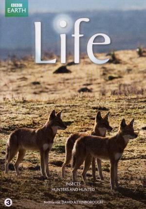 DVD - BBC Earth: Life # 03 - Insects, Hunters and Hunted (Ny)