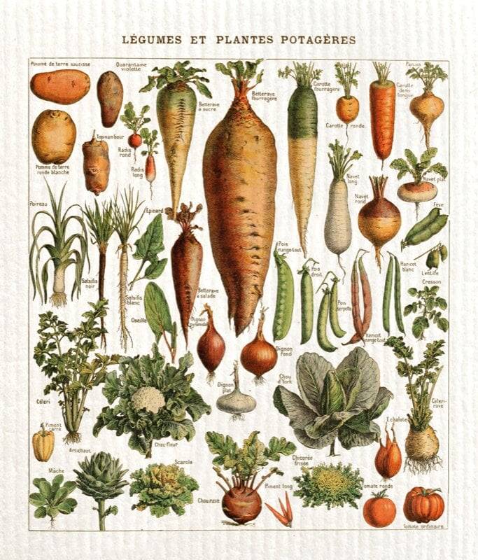 Disktrasa Vegetables