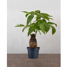 Lykkekastanje, Pachira aquatica - 40-60 cm