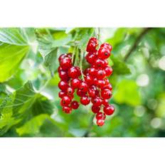 Omnia Garden Vinbärsbuske Röda Rolan - 10-pack