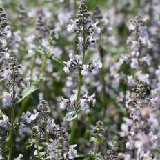 Nepeta faassenii Amelia, Kantnepeta / Kattmynta