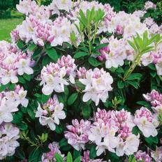 Rhododendron @Plant Gomer Waterer 30-40 cm 5 st/frp