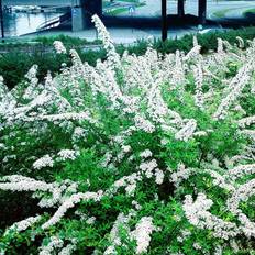 Snedrivebusk Hækplante (Spiraea cineria 'Grefsheim') 30-50 cm