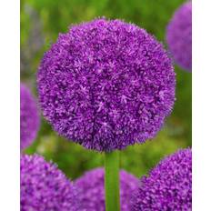 Allium / Prydløg &quot;Ambassador&quot; - Kæmpeprydløg. 30 kr/stk ved min 3 stk.