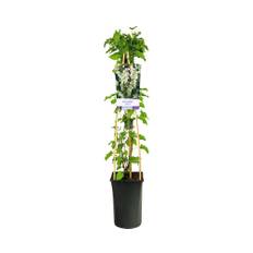 Bokharabinda OMNIA GARDEN Fallopia baldschuanica 3-pack