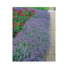 Lavendel OMNIA GARDEN Lavandula angustifolia 'Hidcote' 15-pack