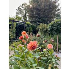 Dahlia Labyrinth XL