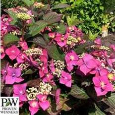 Havehortensia `Blackberry pie` PW
