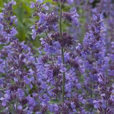 Nepeta x faassenii 'Walker's Low', 6-pack