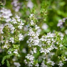 Thymus serpyllum 'Albus', 6-pack