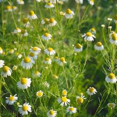 Økologiske Kamille frø 'Chamomile' - 2500 Økologiske Frø - Blomsterfrø