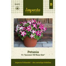 Petunia, F1 Success! HD Rose Star