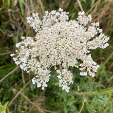 Vild gulerod (Daucus carota)