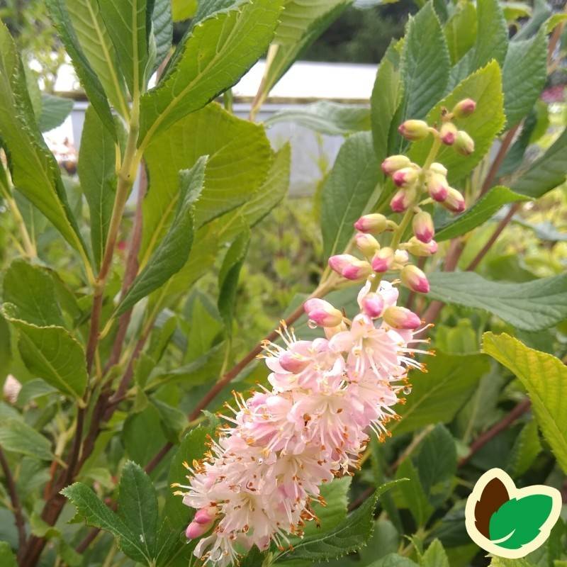 Konvalbusk Ruby Spice - Clethra alnifolia Ruby Spice