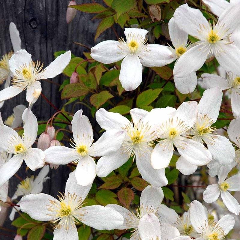 Klematis (Clematis montana 'Grandiflora') Potte 2L