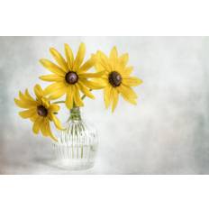 Rudbeckia Poster 70x100 cm