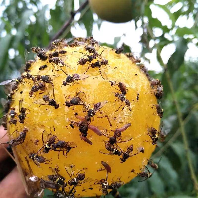 Fruit Fly Trap 1PC Reusable Non-Toxic Sticky Flying Insect Trap Ball for Kitchen Garden Patio Indoor Outdoor Use