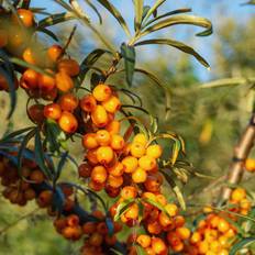 Havtorn Botanica 30-60 cm. - Hunplante - Bundt Med 10 Stk. Barrodsplanter - Hippophae rhamnoides Botanica