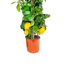 Citron pyramide, Citrus limone, Ø19 cm potte