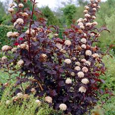 Smällspirea/Djävulsbuske (Storlek: busk C3,5)