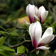 Magnolia (Magnolia 'Soulangeana') Flerstammet 30-50 cm