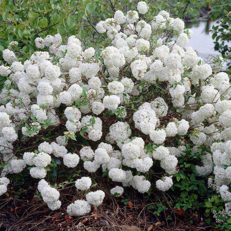 Olvon - Viburnum Eskimo (Storlek: 30-40 C5)