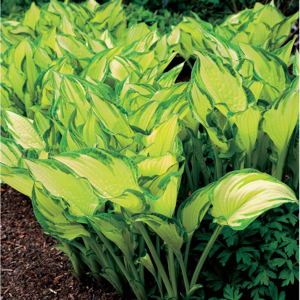 PERENN BLOMSTERFUNKIA ALBO PRYDNAD 3-PACK