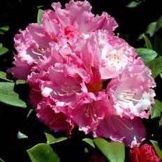Rhododendron (Rhododendron yak. 'Arabella') 30-40 cm