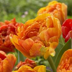 Tulipan 'Sun Lover' - 5 stk