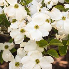 Blomsterkornel Cherokee Princess 40-80 cm. - Cornus florida Cherokee Princess