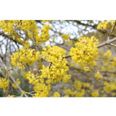 Körsbärskornell OMNIA GARDEN Cornus mas 10-pack
