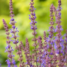 Planta Stäppsalvia Omnia Garden Blaukönigin