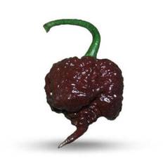 Carolina Reaper Chocolate – C chinense