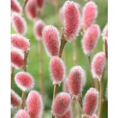 Salix gracilistyla ‘ Pink Pussy ‘plante NYHED