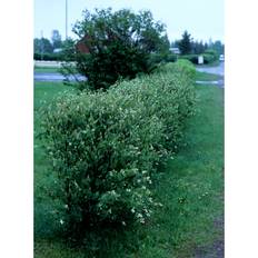 Häck Häggmispel Spicata 50-80Cm 10-Pack Barrot