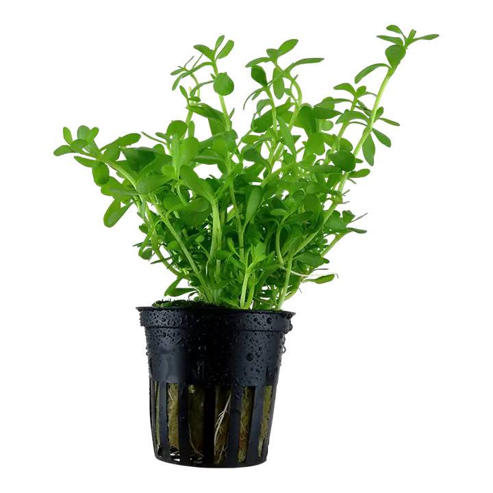 Tropica Akvarieplante i potte Bacopa monnieri Compact