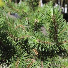 Bjergfyr (Pinus mugo 'Gnom') 20-30 cm