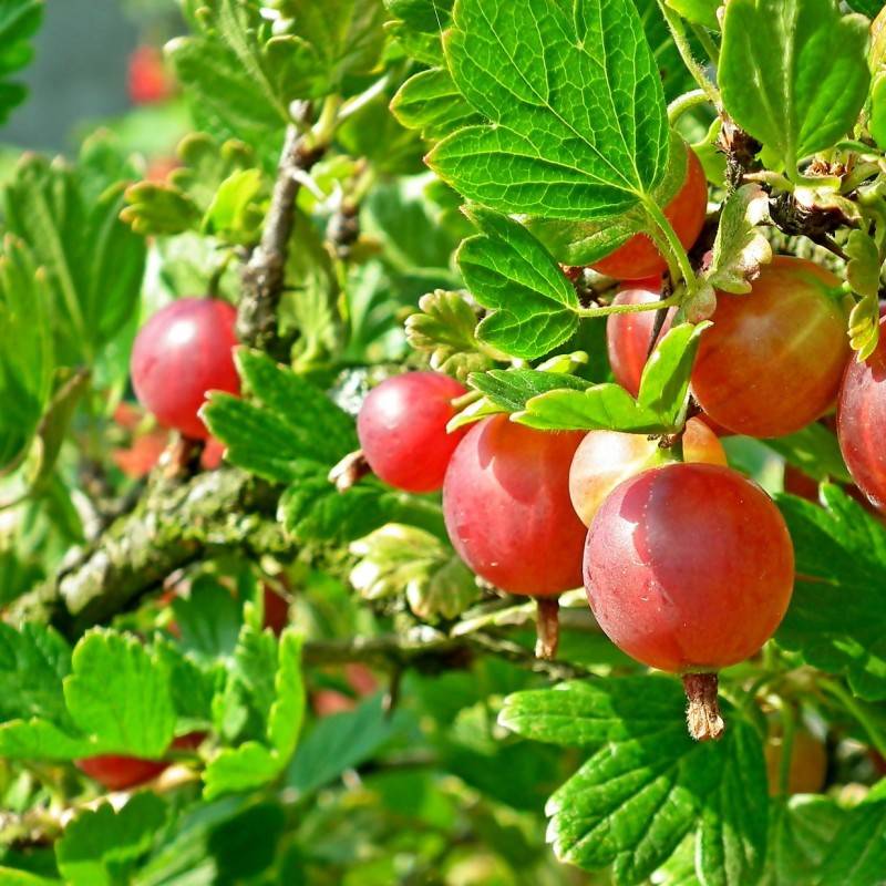 Stikkelsbærbuske Captivator 3-5 grene - Bundt med 10 stk. barrodsplanter - Ribes uva-crispa Captivator.