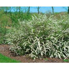 Norskspirea 'Grefsheim' 30-50 cm 10-p